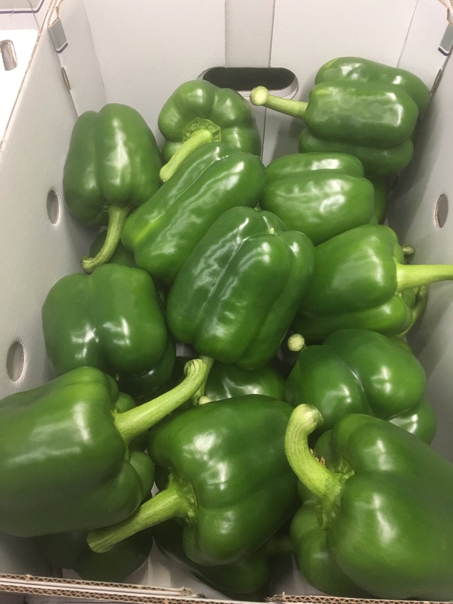 GardenFreshEx's tweet photo. That time of year again. First Dutch Green Peppers of the season from our Friends at Van Oers. https://t.co/3OYFLPkvtg