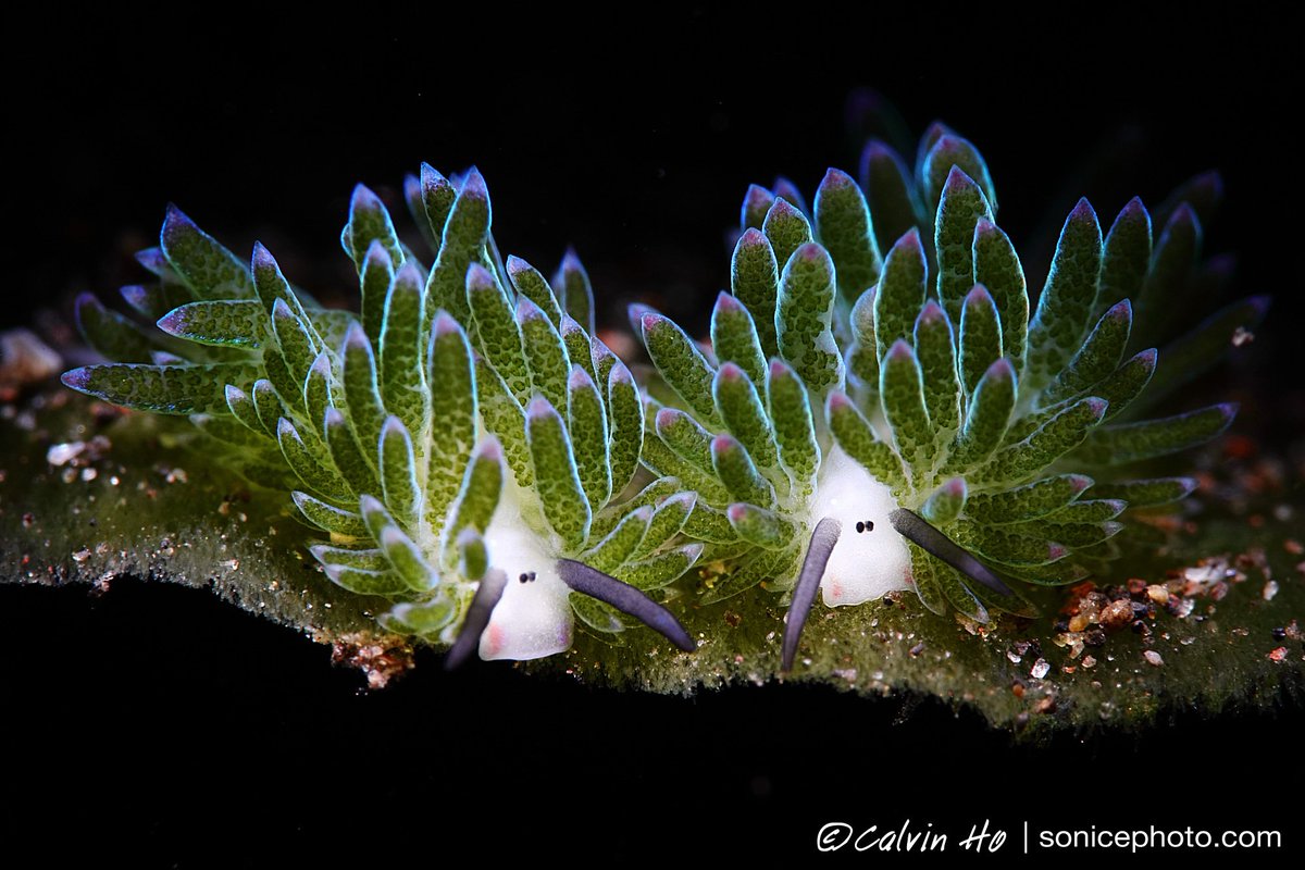 diveprolights's tweet photo. Soooo nice photos from our ambassador Calvin Ho! He always makes the most of Diveprolights and constantly brings us surprises and joy. Excellent👍and thank you! 🙏
#MP10snootlight #DiveproG18 #DiveproD80F #divepro #diveprolights #diveprovideolights #underwaterphotography https://t.co/Ju6f5zTvhy
