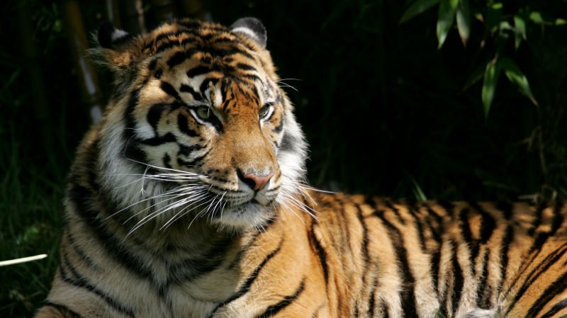 Dude, There’s, Like, a Tiger in Our Weed Spot via <a href="/ibizbook/">iBizBook</a> ibizbook.com/live/blogs/200…