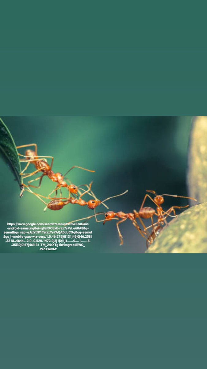 ayufirmanita's tweet photo. Ant is a strong animal, more if they gather in team coz they good in teamwork. Same as JasaMarga. Strong, good in teamwork, can connecting Indonesia like thoose ants connect 1 leaf to other leaf. Sc : @OFFICIAL_JSMR @PTJASAMARGA #JetRoadsterQuest19
#TransJavaQuest19 https://t.co/9sfOKaGpV1
