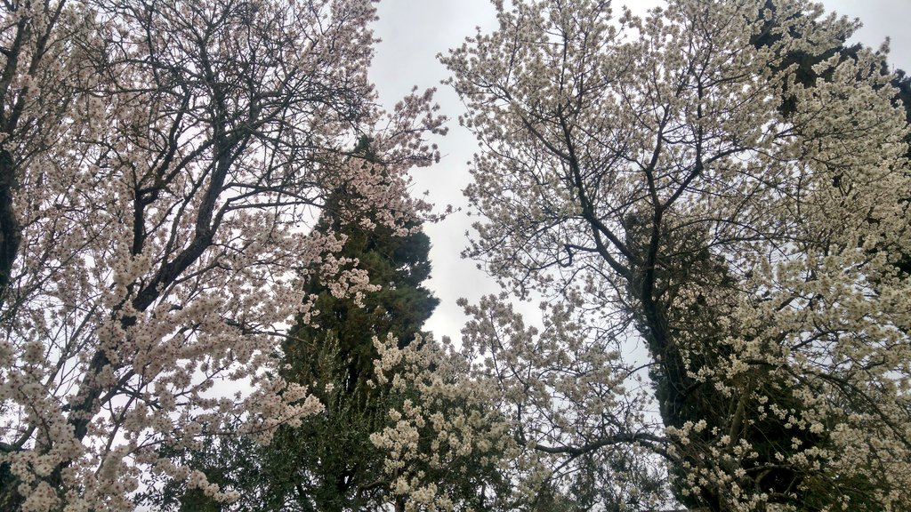 LaConsiglieria's tweet photo. .@EnjoyNature -

#11marzo #pensieroindelebile... un #nuovo giorno che #sboccia e riempie i sensi di mille profumi e colori! 
#PensieroDelGiorno #scritturebrevi #aspassocon la primavera! 
#Cortona

@VilladiPiazzano @SLHLuxuryHotels @MonasteroCorton @comunedicortona @Walks https://t.co/V9oBWuznm9