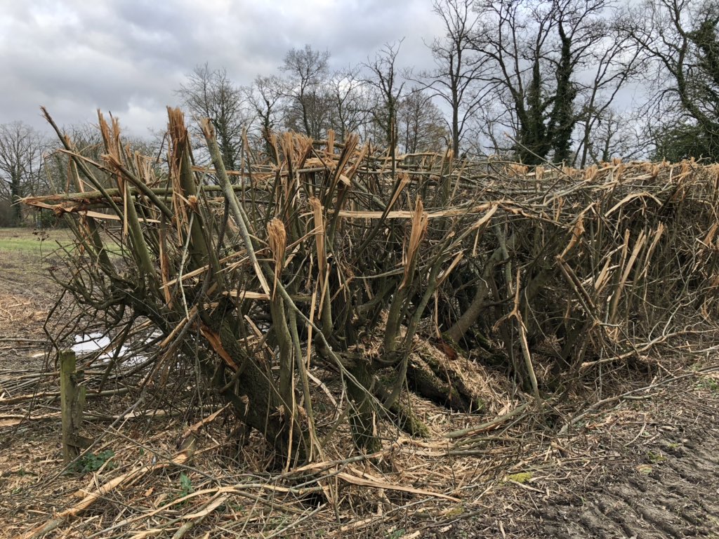Good morning . I’ve been sickened by smashed ‘hedgerows’ for years but I think this one may be the worse . . . how can anyone actually think that this an acceptable way to treat a valuable part of our countryside ? I’d like to flail their front room .