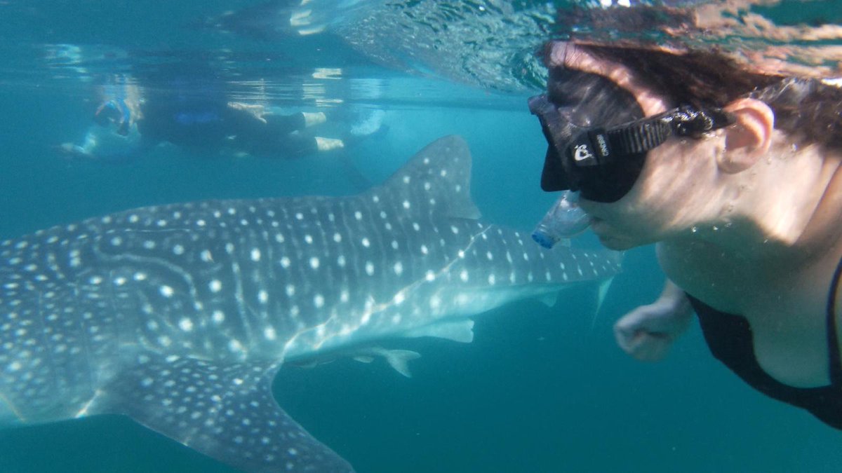 TTBTanzania's tweet photo. #MafiaIsland is renowned as an excellent world-class #diving destination with some of the richest reefs in the world. #Whalesharks are seasonally found just a few hundred metres offshore near Kilindoni Harbour  #TanzaniaUnforgettable https://t.co/cCMW7rKUkv