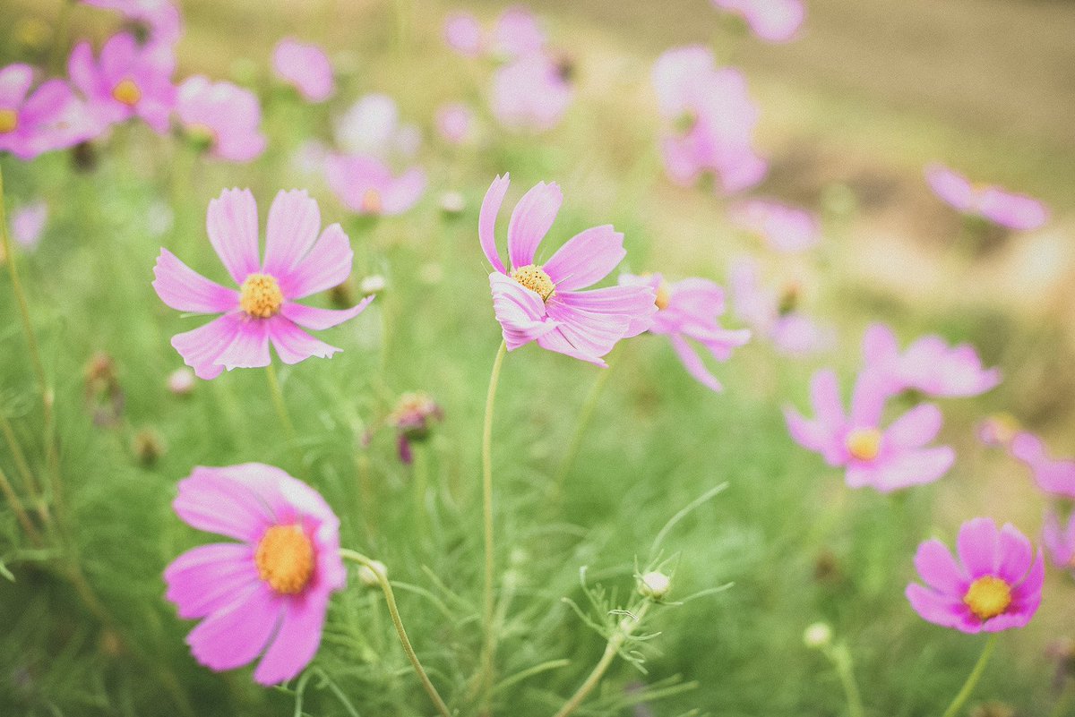 ぱくたそ公式 フリー素材 على تويتر ぱくたそ 風に揺らめくコスモス ぱくたそフリー素材 T Co 0ohqoizken