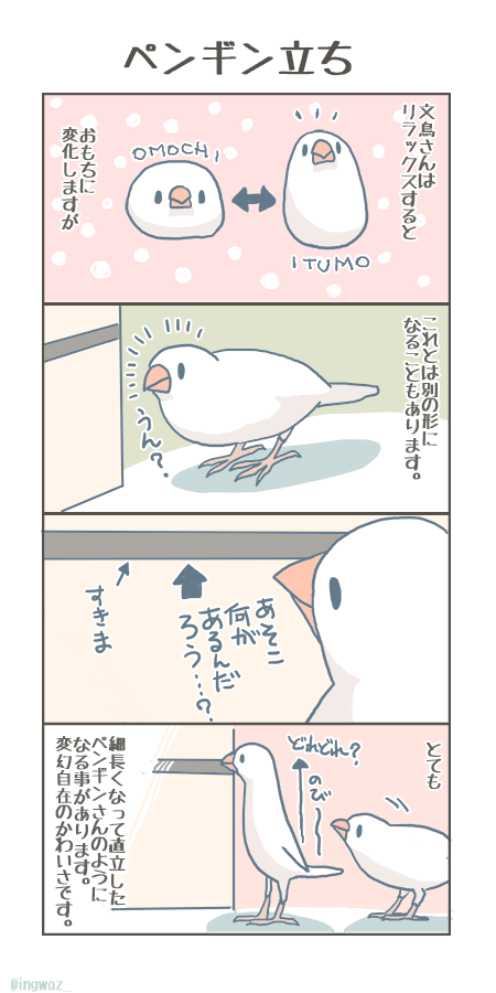 文鳥さんのペンギン立ち。かなり、伸びるのです。

#buncho #javasparrow #文鳥 