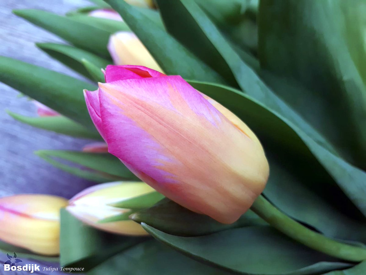 summerflowersNL's tweet photo. Dag mooie Tompouce..
De laatste Tulp Tompouce van dit seizoen zijn gesneden. De laatste bloemen op de veiling, tijd voor nieuw kleuren en vormen.
#Bosdijk #Tulipa #Tulp #Tulip #Tulpen #tulips #Summerflowers #seizoensbloem #genieten https://t.co/c5pMBYNCCF