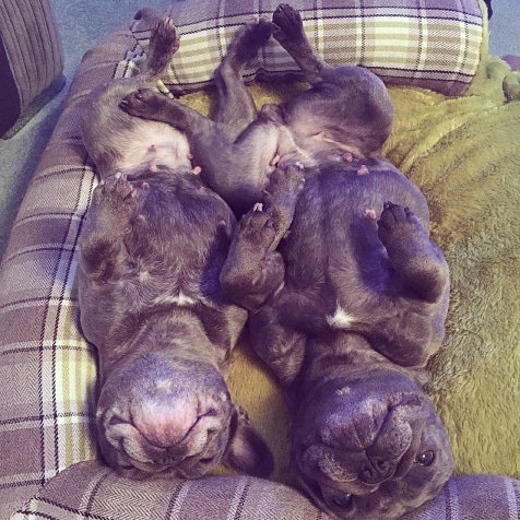 kennel gate chilwell