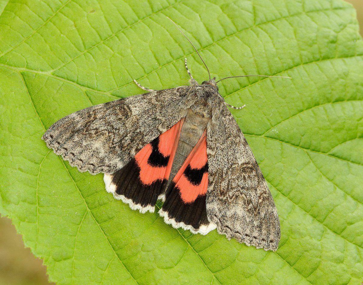 savebutterflies's tweet photo. Today we are launching the #MothsMatter campaign! Over the next 12 months, we are on a mission to change minds about moths. https://t.co/fCCyS63Qz3

We want to show you the wonder of moths, to overturn myths and to showcase these beautiful insects in all their mothy glory! https://t.co/2qVMUEKwj7