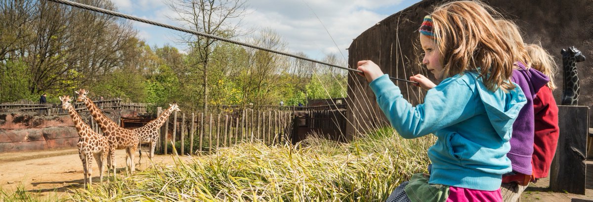 schoolreistv's tweet photo. Een schoolreis in @GaiaZOO zit vol plezier en avontuur! Leerlingen staan oog in oog met leeuwen, wolven, giraffen en 1500 andere dieren. Kijk voor meer #informatie op: https://t.co/LDV0q0HJ7b https://t.co/JxPKpVs3DG