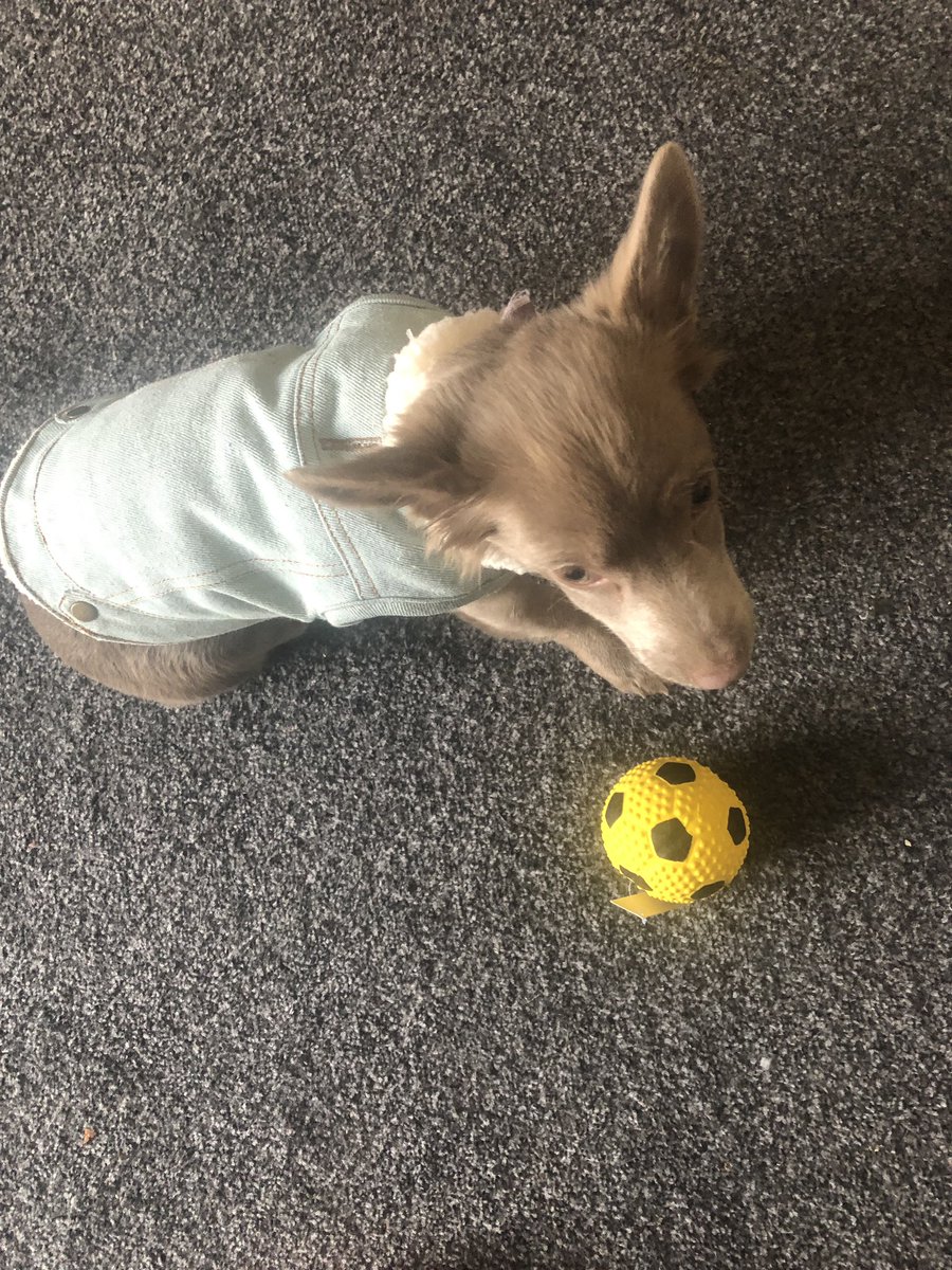 FFee2018's tweet photo. Mummy looked very smug today, she sneakily pulled on her trainers, grabbed her keys and scooped me up before I hid under the bed.
Even though I normally hide, goin wee wees on grass was actually ok and I had a little run and sniff! #DogsOfTwitter #dogs #furbabys #reasontolive https://t.co/epuPwJ90J3