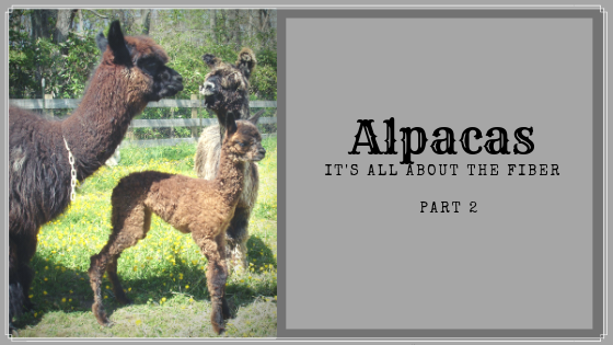 localfiber's tweet photo. In 2003 there were estimated to be ~98,000 alpacas in the U.S. Today that number is more than doubled and the focus has begun to turn towards fiber. 

ALPACAS: It's all about the FIBER Part 2, by Alpaca Shepherd Barb Sodums https://t.co/xbQim1IMaH https://t.co/sIxPmHjn8W