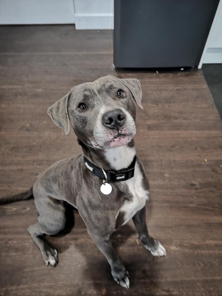 pendledogs's tweet photo. Benny is now safe. https://t.co/VYsJ5HkMLQ https://t.co/UMK082q9I4