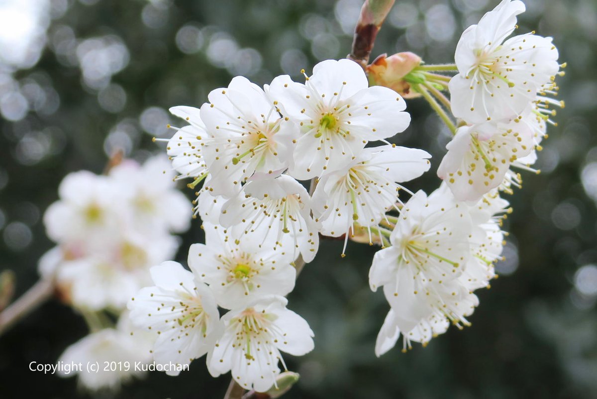Kudochan さくらんぼの花が満開になりました 今年も綺麗に咲きました さくらんぼ 花が好き 写真が好き
