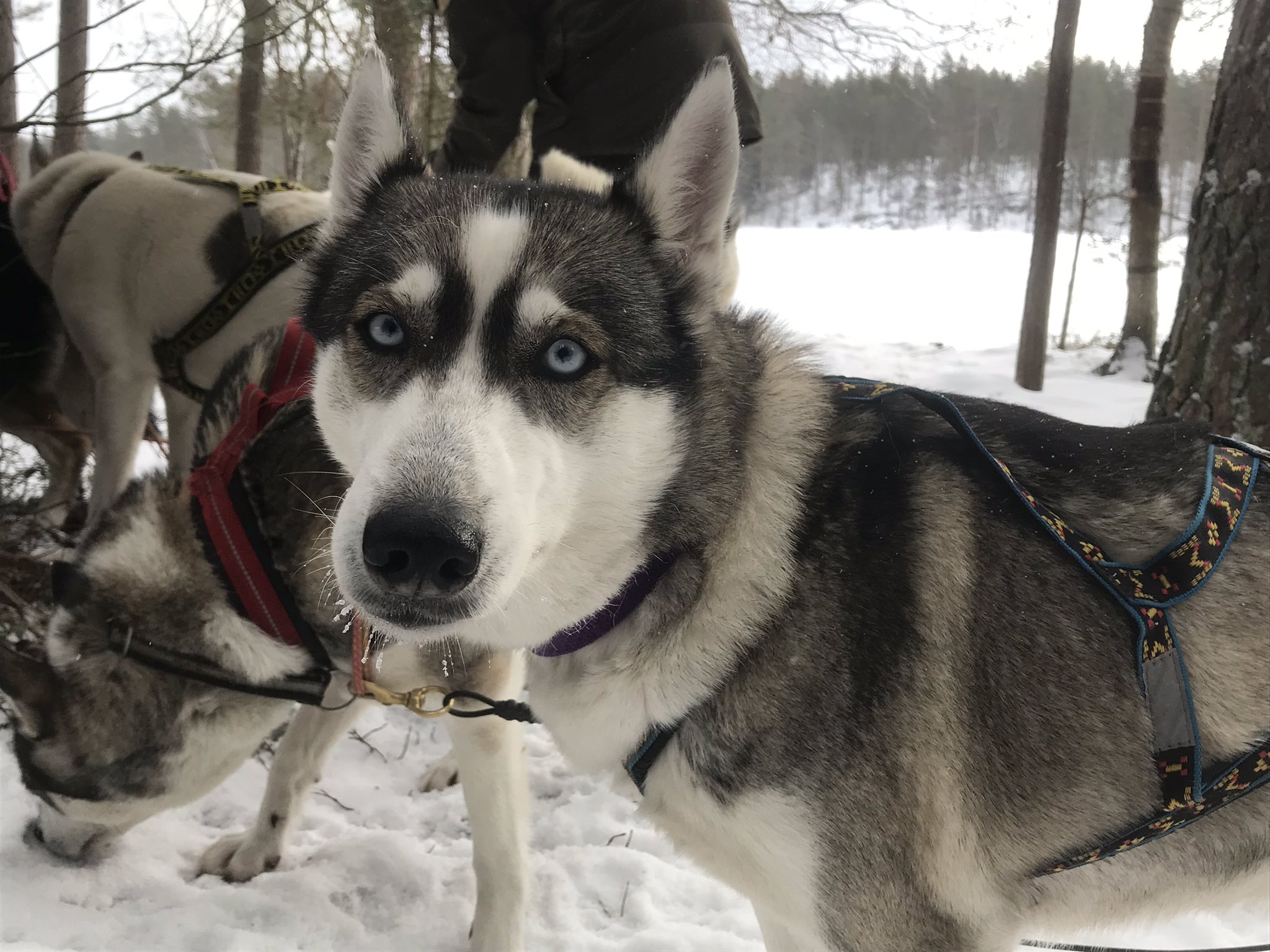 はっしー フィンランドで犬ぞりなう シベリアンハスキーかっこいい T Co Bqfjk43rzq Twitter