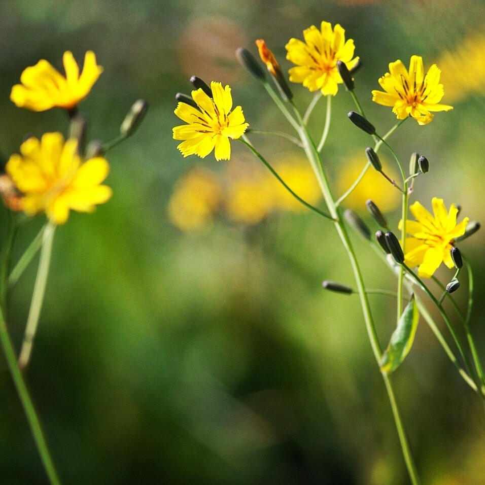 [오늘 탄생화:3월 11일] Ixeris 국화과 선씀바귀속. 꽃말'순박함' 오늘 생일이신분들 축하드려요~