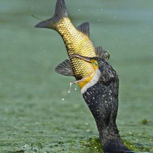 catherinoffical's tweet photo. The moment when luck is on your side but you can't afford it
#fish #aquarium #fishtank #socialenvy #fishporn #instafish #instagood #swim #swimming #water #coral #reef #reeftank #tropical #tropicalfish #aquaria #photooftheday #saltwater #freshwater #beautiful #ocean #watertank https://t.co/47KYVGsKb6