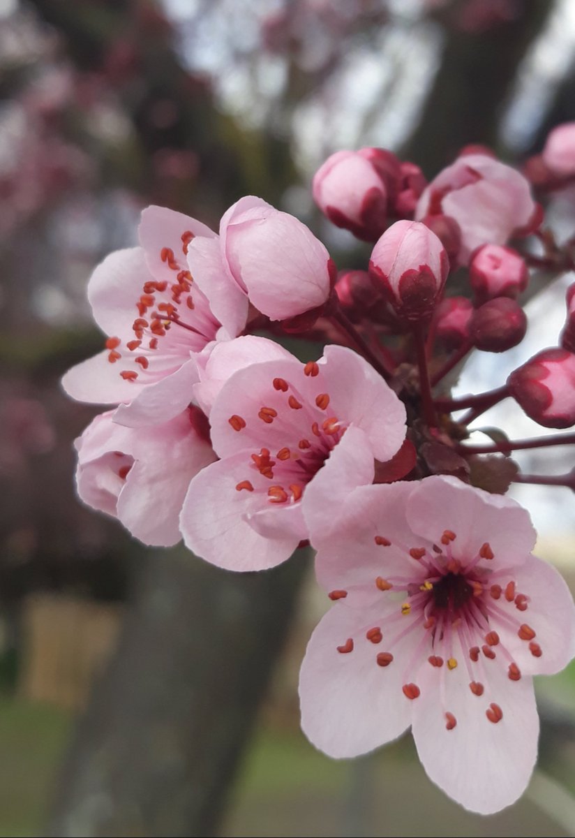 Flor del cerezo japonés... belleza insólita #maravillosanaturaleza #laprimaveraseacerca #flores #floresdeprimavera #floresrosas #cerezojaponesenflor #belleza #spring #springiscoming #pinkflowers #springflowers #wonderfulnature #photonature #naturelovers #mariatehandmade