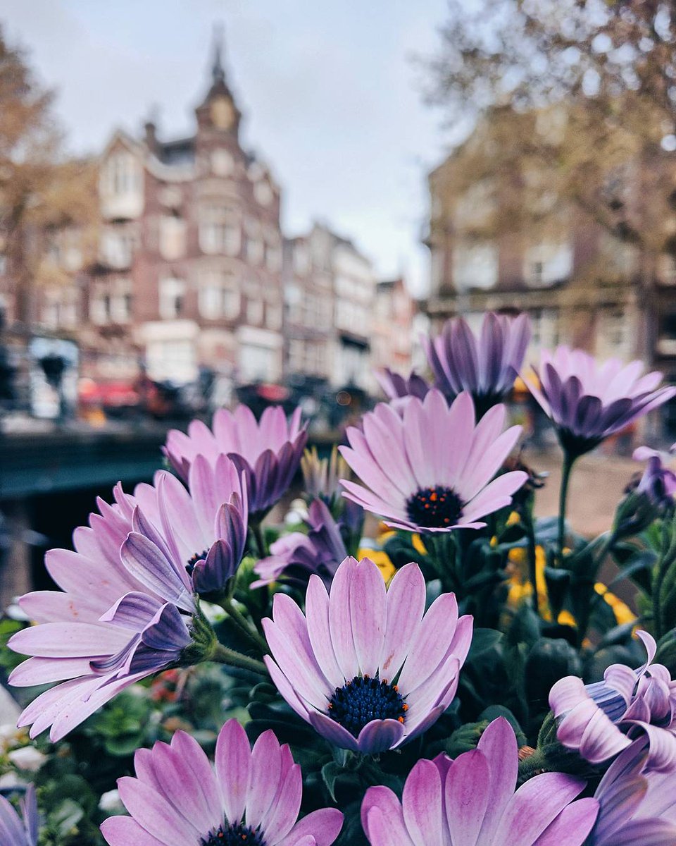 ✨ Flowers Collection✨
#Netherlands #Amsterdam #flowers #Dutch