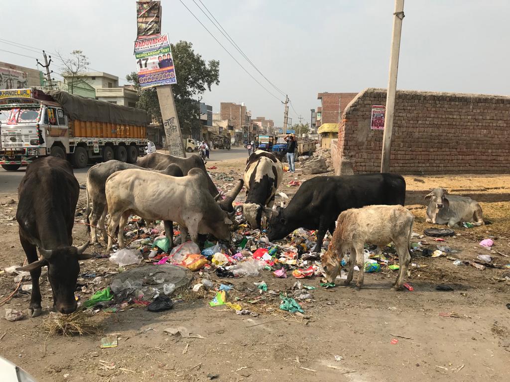 Tanwar_Indian's tweet photo. ये है जींद में @mlkhattar और @BJP4Haryana द्वारा चलाया जा रहा "गौ सेवा अभियान".
पूरे प्रदेश में कूड़ा कचरा खाती गौ माताएं भाजपा के दोमुंहे चेहरे से नक़ाब हटाती हैं.
सरकार की हरियाणा को "कूड़ा प्रदेश" बनाने की पूरी कोशिश सामने है.
ऐसे ठगों को सत्ता से हटाना है.
#SelfiewithGarbage https://t.co/zPhvz0G1Qo