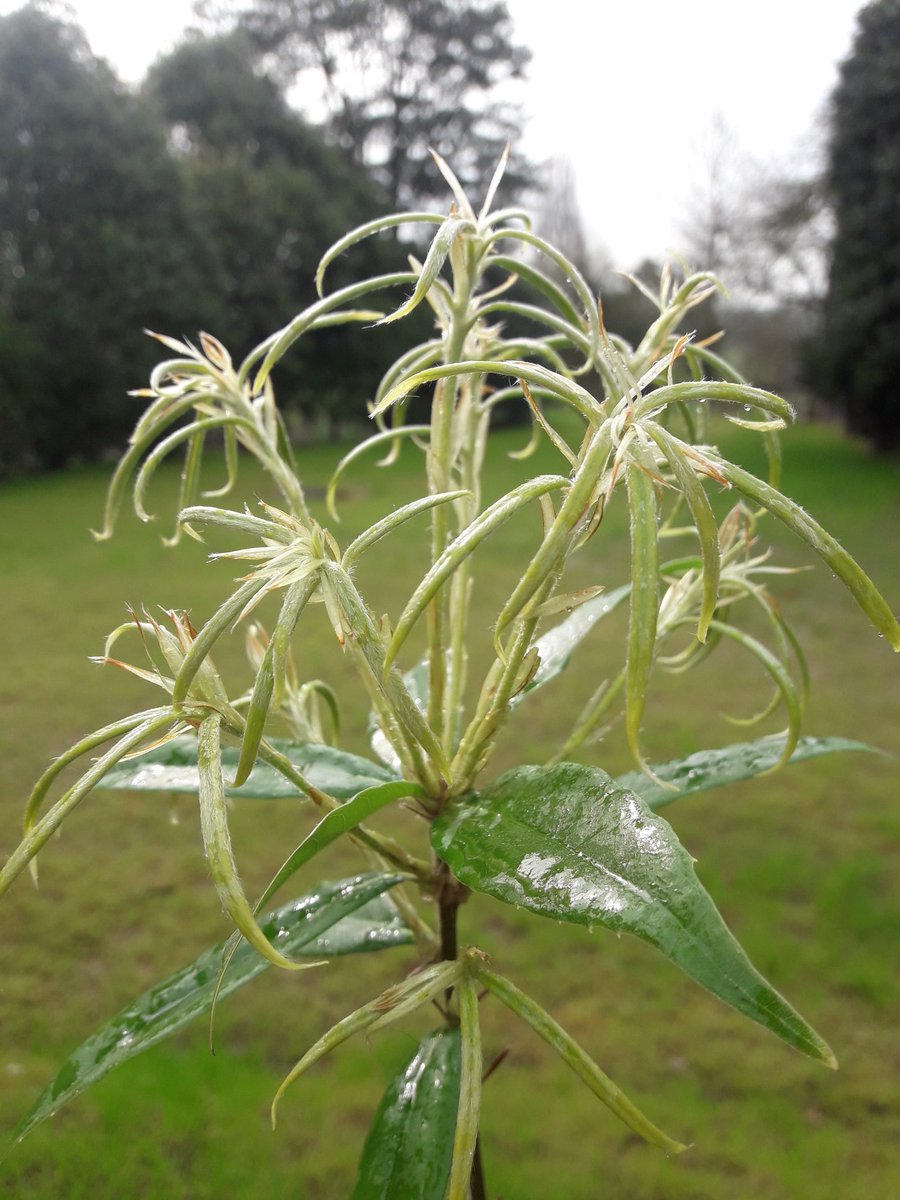 chevithorneoaks's tweet photo. Thought we'd share these pictures of the new growth in our propagation area - truly stunning, wonder how many people would recognise these as Quercus #oakoftheweek https://t.co/JpVXGQRhMd