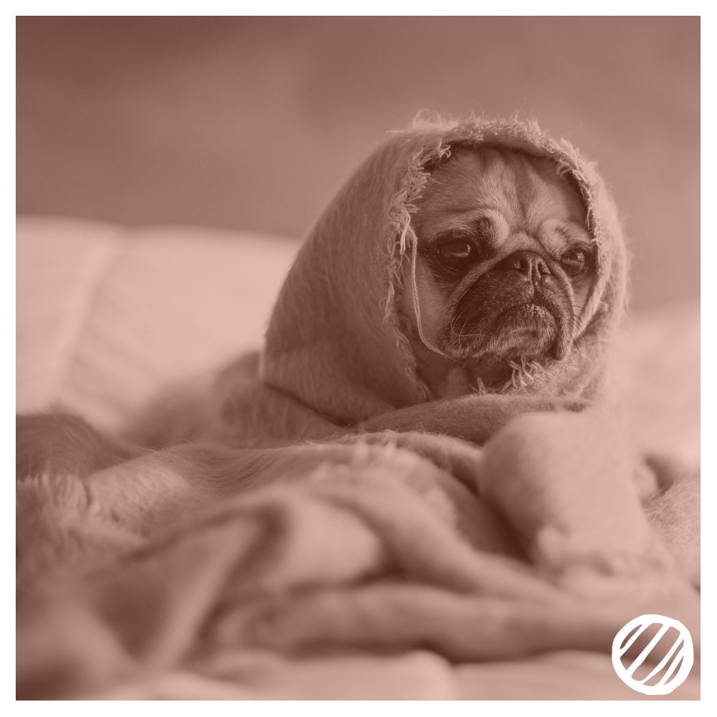 AgencyAnimation's tweet photo. This was us this morning when we realised how #cold it was outside! #mondaymotivation #MondayMorning https://t.co/GQi66Y5ali