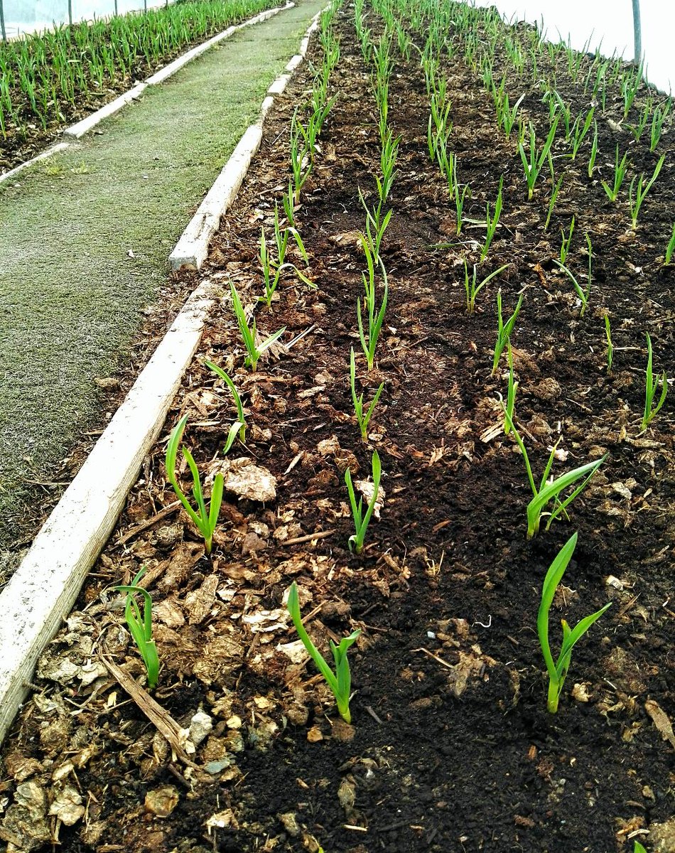 We know that the weather has been very odd the past few weeks. However, our new salad crop is sprouting up very well. Also we have transplanted our garlic into a prepared tunnel and has gotten used to its new home very fast.