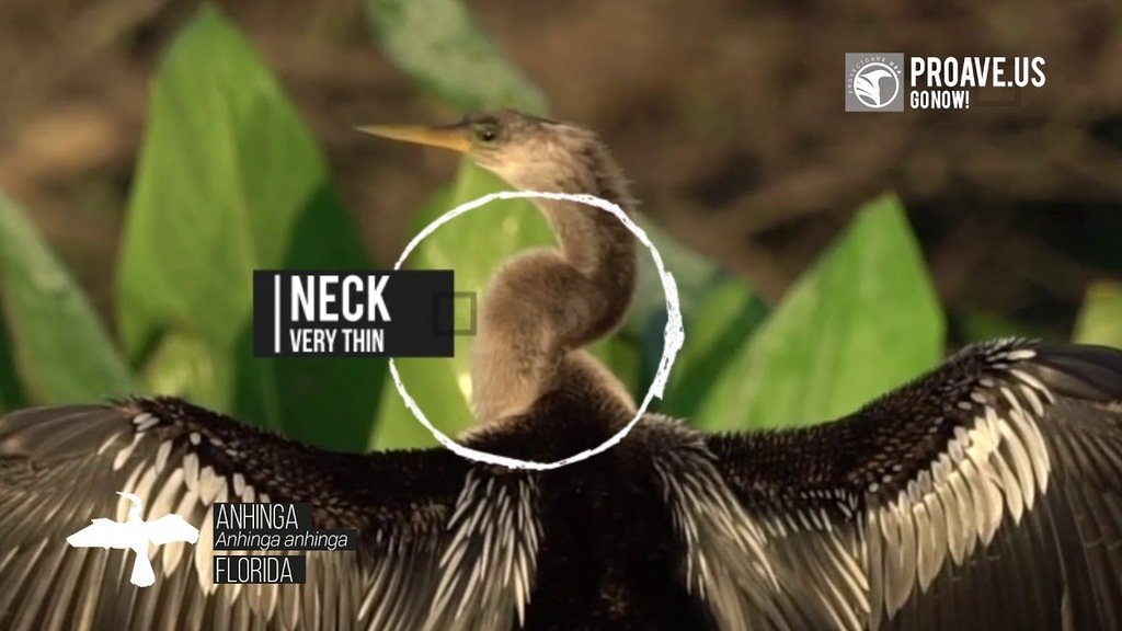 proyectoaveusa's tweet photo. Preview Screening for the Anhinga NEW VIDEO! https://t.co/8qkzDduga9