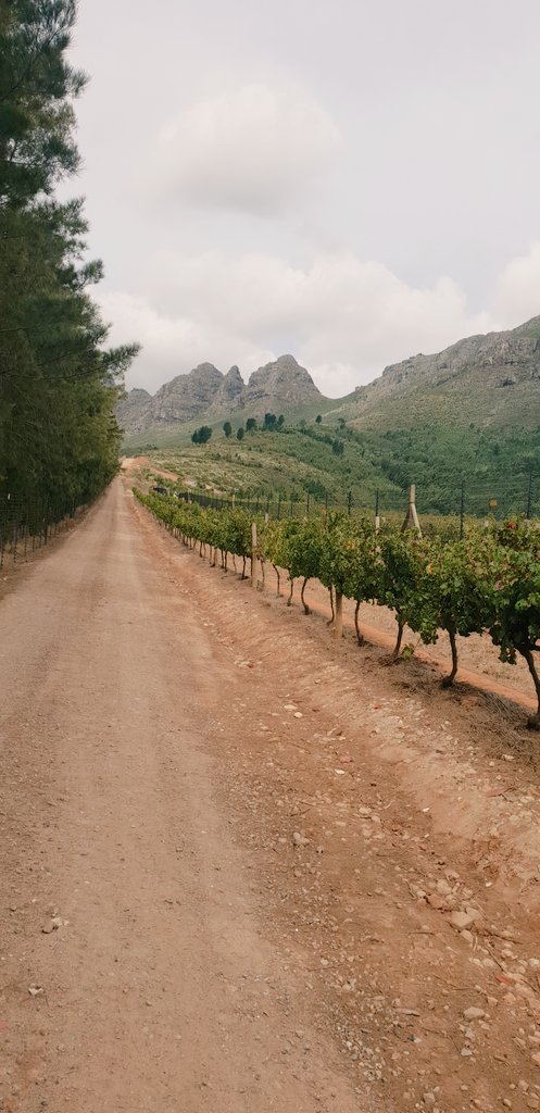 chriswin774's tweet photo. View to some cab franc vineyards #capetown #stellenbosch https://t.co/GHpGh4QJbf