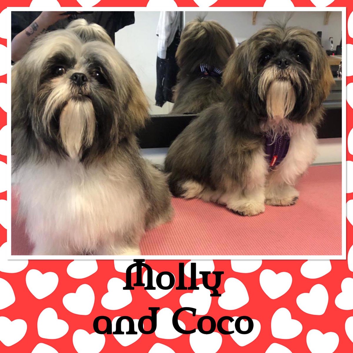 Gotta love puppies. #ShihTzu