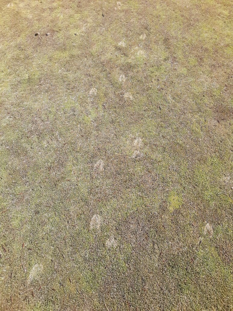 TorresdaleGolf's tweet photo. Deer don’t understand frost delays! A good example of why we have to wait out the cold mornings to save our turf #frostdelay #ulgc #deerdamage #unionleague https://t.co/g7vjNcdOkI