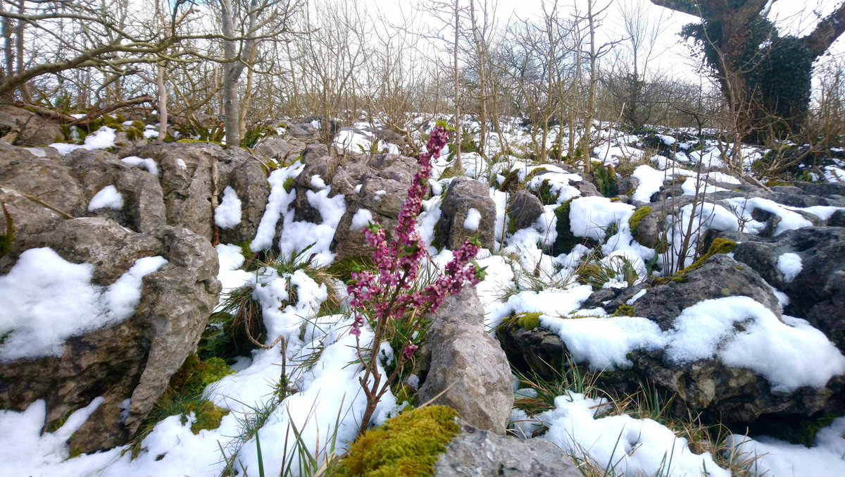 Daphne mezereum - bringing lovely colour to the reserve on this wintry day

@yorkshire_dales #Colourpop  #limestonepavement
