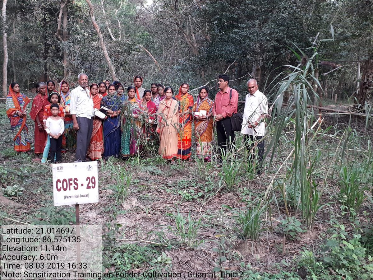 ArdBhadrak's tweet photo. Sensitization training on fodder cultivation,Tihidi https://t.co/r7mp3RdaNq