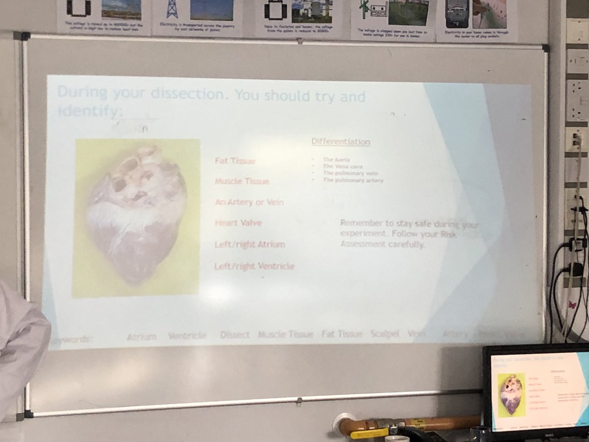 tbap_octavia's tweet photo. Excited to see the dissections in science this morning! #tbap19 #bringingsciencetolife https://t.co/KHUyymkDFu