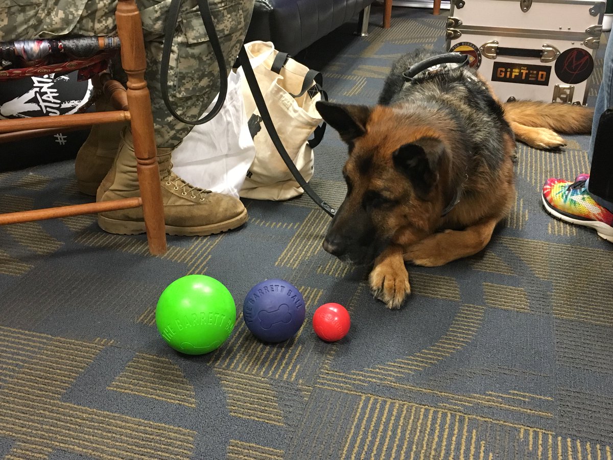 barrett ball for dogs