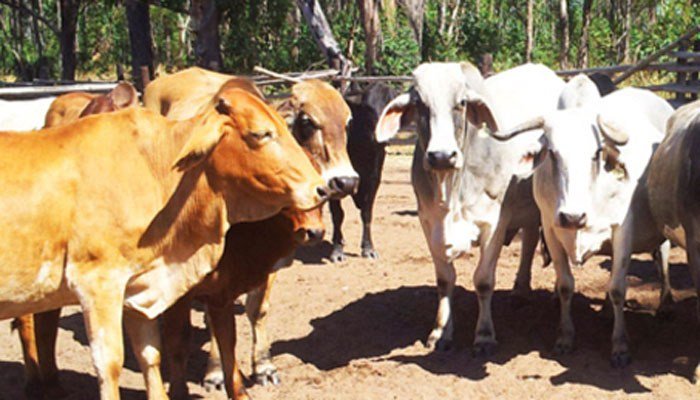 climateaccckf's tweet photo. Disease kills thousands of cattle in Zimbabwe https://t.co/C7bwlL2bB0 https://t.co/WTEMEKh0cM