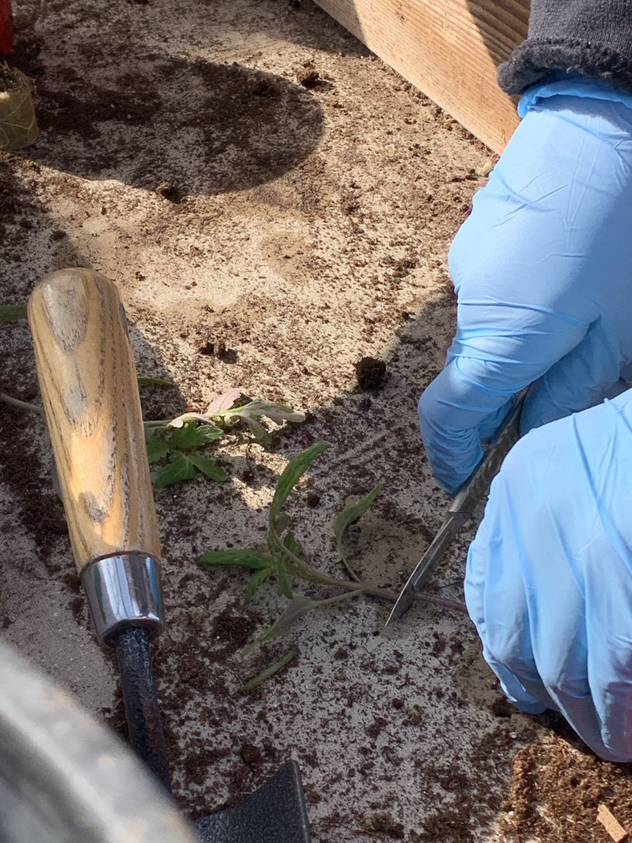 HowdenSchool's tweet image. Yr 9 have #science for their #deeplearningday learning about soil sampling, plant diseases &amp;amp; grafting. Mrs Adam’s class were grafting tomato plants, 1 with strong roots, with 1 that produces good tomatoes 🍅 The end product will be a strong healthy bountiful plant!#TeamHowden