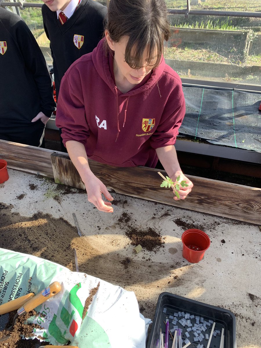 HowdenSchool's tweet image. Yr 9 have #science for their #deeplearningday learning about soil sampling, plant diseases &amp;amp; grafting. Mrs Adam’s class were grafting tomato plants, 1 with strong roots, with 1 that produces good tomatoes 🍅 The end product will be a strong healthy bountiful plant!#TeamHowden