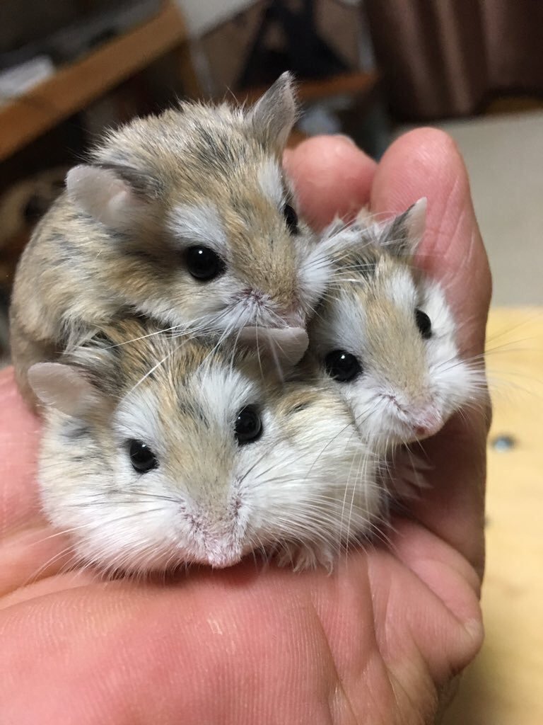 jacky (@jackyjackyna) on Twitter photo 