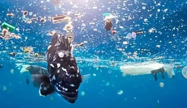 cosmokitap's tweet image. Okyanuslardaki #Plastiğin Neden Olduğu #Ölümcül #Böcekler

Göllerde, nehirlerde ve okyanuslarda yüzen plastiklerden ölümcül süper böcekler dünyaya yayılıyor.

bizsiziz.com/okyanuslardaki…