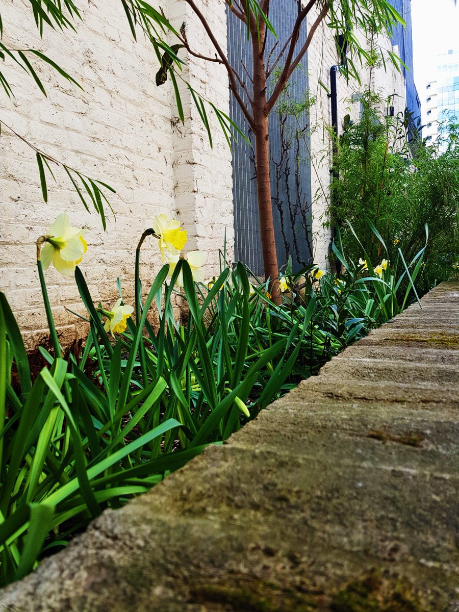 SpringMews's tweet photo. Spring has sprung here at The Mews and although it's a bit windy and chilly, the blue skies and daffodils make us excited for milder temperatures! 😄☀️🌸🌿 #spring #sun #blueskies #london #vauxhall #daffodils #sunshine #springmustbecoming #springmews #freshstudentliving https://t.co/A52eer1HXW