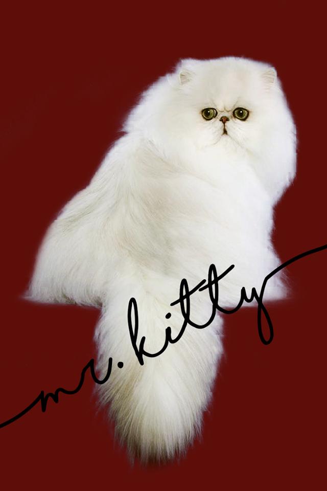 MyInfernal_Side's tweet image. ❝ ᴍʀ. ᴋɪᴛᴛʏ ᴡɪʟʟ ᴛᴀʟᴋ ꜰᴏʀ ᴍᴇ. ❞

 ⠀⠀ ⠀⠀⠀⠀ ────♖──── 

⠀⠀⠀          ♖．ᴍᴀᴛᴜʀᴇ
⠀⠀⠀          ♖．ᴍɪʀʀᴏʀᴇᴅ | ꜱᴇᴍɪ-ᴅᴇᴛᴀɪʟᴇᴅ
⠀⠀⠀          ♖．ꜱɪɴɢʟᴇ ꜱʜɪᴘꜱ ᴡ/ ᴄʜᴇᴍᴇꜱᴛʀʏ

                   —  ↻  +  ♡  —