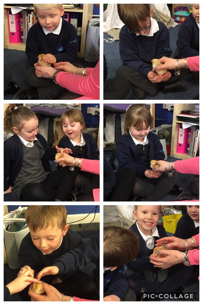 We loved holding the chicks today for the first time. We were so kind and gentle with them and very brave too. What great chick parents you are Foundation Stage #EYFS #theworld #questionning #pshe <a href="/Livingeggs/">Living Eggs</a>