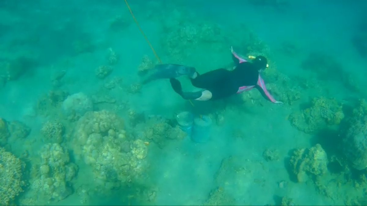 VheYourself's tweet image. Freediving Community - Vertical Freedivers

#OneDiveOneBreath
#NeverDiveAlone 
#SafeFunLearning 
#InBetweenBreath 
#Zero2Hero 
#YouWatchMeGoDownOK 
#VerticalFreediversTeam #FreedivingCommunityPH 
#PHworthDivingFor