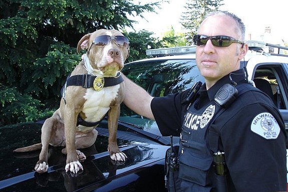 pitbullsad's tweet image. Did you know, police dept's. only use pit bulls for drug detection because they cannot get them to take down and bite suspects. As one officer said "They are just no good at it". So much for the vicious dog theory! The truth matters, STOP THE HATE! #endbsl
