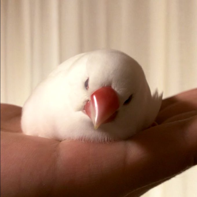 平たい文鳥族のtwitterイラスト検索結果