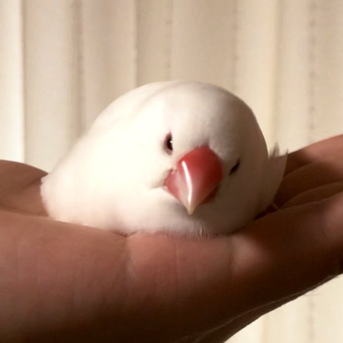 平たい文鳥族のtwitterイラスト検索結果 平たい文鳥族のtwitterイラスト検索結果