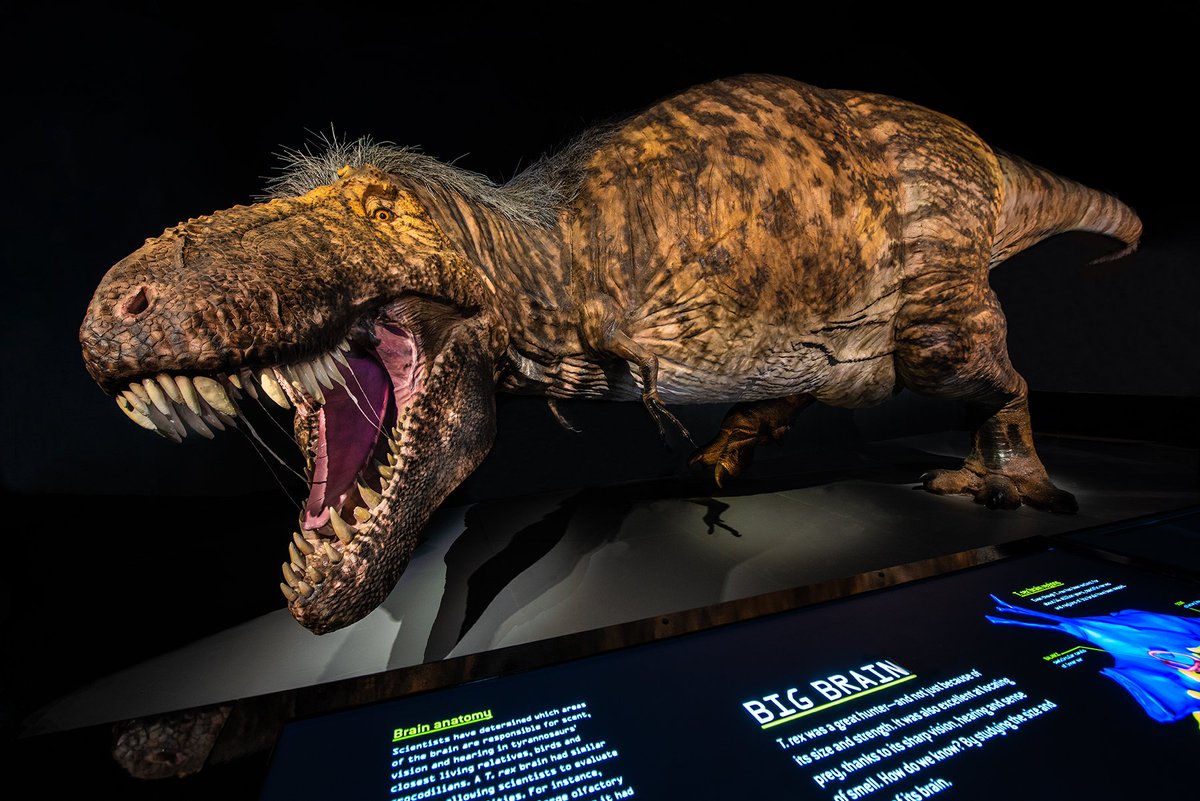 Fierce, realistic, intimidating – this brand new VR T-Rex experience, which opens today at the <a href="/AMNH/">American Museum of Natural History</a>, is changing the way we learn about dinosaurs.

This is what happened when <a href="/mathildeny/">Sally Peck</a> donned a headset and confronted a T-Rex.

telegraph.co.uk/travel/destina…