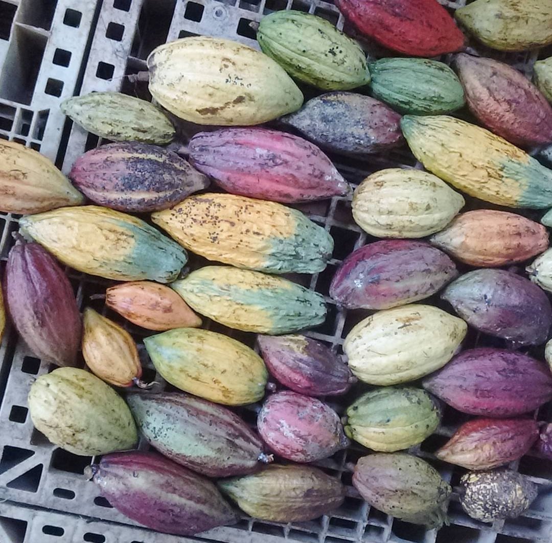 Mazorcas de cacao de una Granja de investigación con más de 50 variedades genéticas. 

¡Buenos días! 🙃🍫🌱 #cacao #beantobar #chocolate