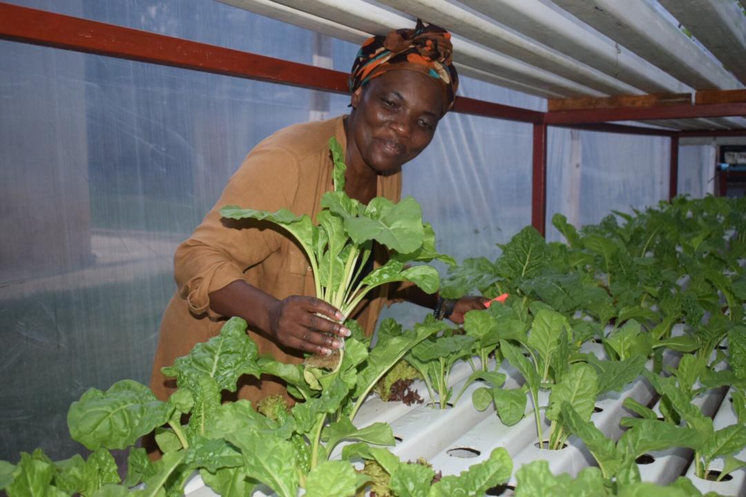 Women In Agriculture Zimbabwe tweet media