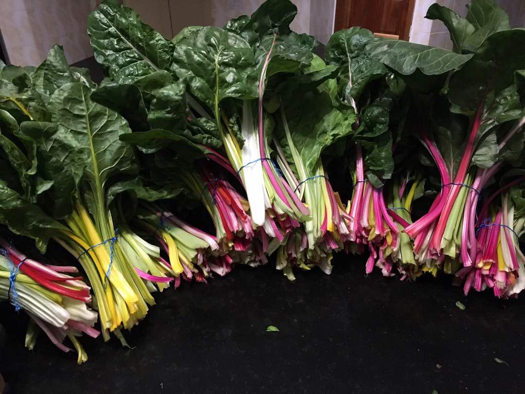 Women In Agriculture Zimbabwe tweet media